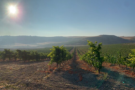 LYNUS, VIÑEDOS Y BODEGAS - photo 3
