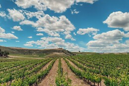 LYNUS, VIÑEDOS Y BODEGAS