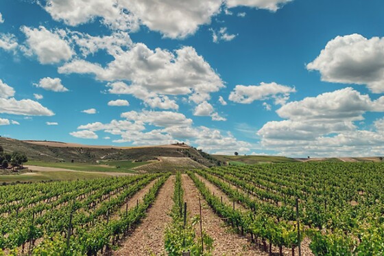 LYNUS, VIÑEDOS Y BODEGAS - photo 8