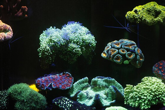 Aquarium de Paris - photo 2
