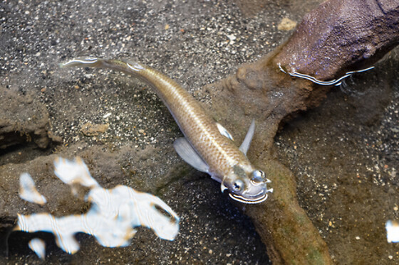 Aquarium de Paris - photo 13