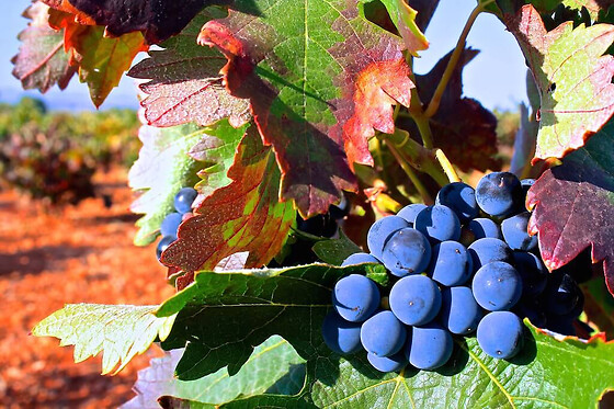 BODEGA LENEUS - photo 2
