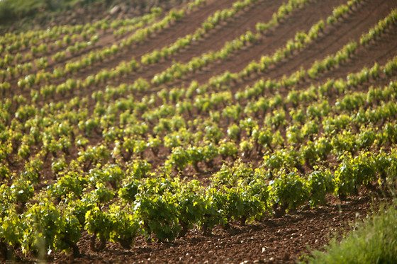 BODEGAS BOCOPA - photo 3
