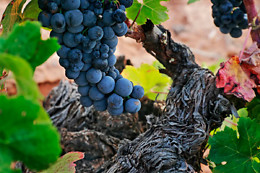 BODEGA CAMPOS DE DULCINEA