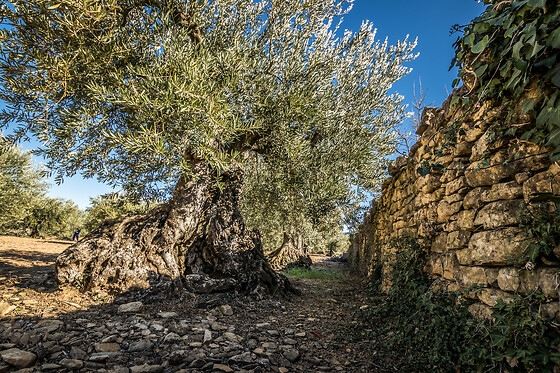 BODEGAS CAUDALÍA - photo 3
