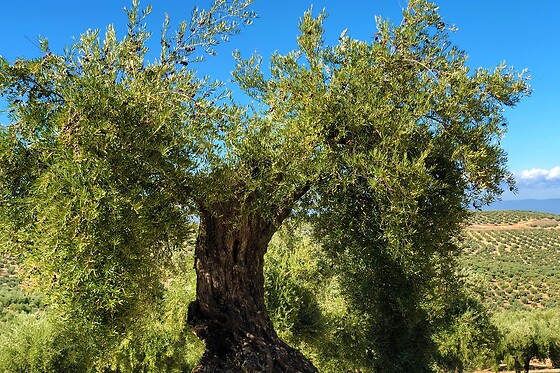 LA BIODIVERSA - photo 2