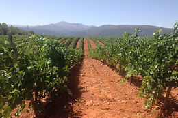 BODEGAS MUÑANA