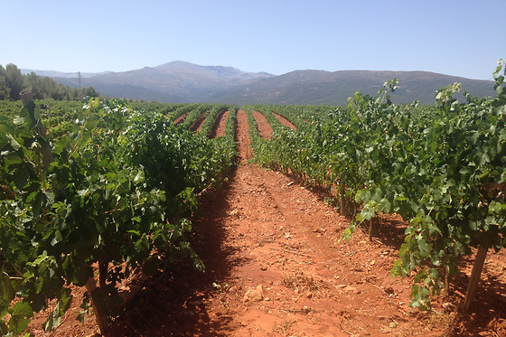 BODEGAS MUÑANA - photo 0